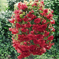 Бульби БЕГОНІЯ ампельна каскад Червона 5 / +