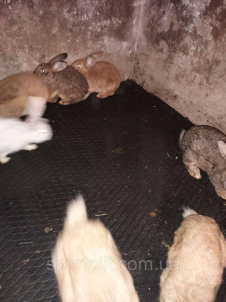 Гумова плитка для кролятка