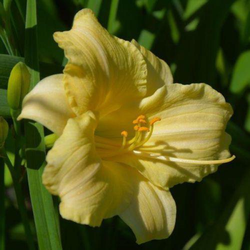 Саджанці ЛІЛЕЙНИК Longfields Pearl NEW 1шт.