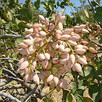 Фісташка Киргізська