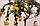 Помірянець Чіното (Citrus Myrtifolia Chinotto) до 20 см. Кімнатний, фото 4