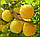 Саджанці аличі жовтої "Гек" (середньоспілий сорт), фото 3