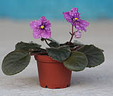 Сорт Spanish Dancer, фото 3