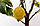 Лимон Варієгатний (C.limon "Folis variegatis) до 20 см. Кімнатний, фото 5