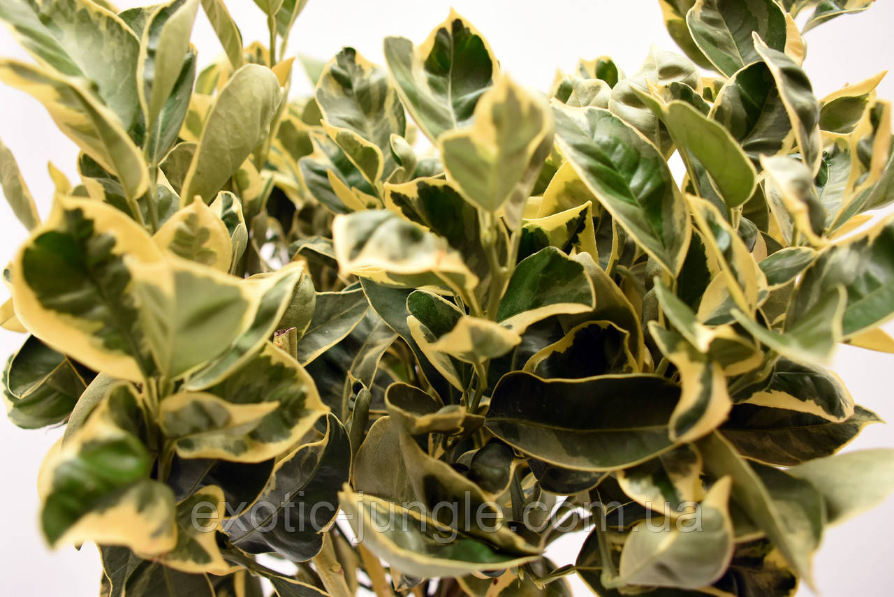Апельсин Варієгатний (Пестролистий) Citrus sinensis "Folis variegatis" до 20 см. Кімнатний
