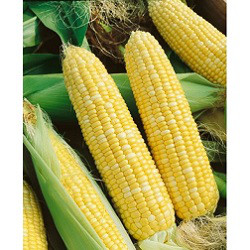 Кукурудза SX-658 F1 суперсолодка, 1 кг (Satimex), фото 1