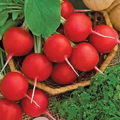 Насіння Редиски Суперстар 0,25 кг (Satimex), фото 1