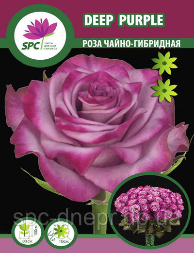 Троянди чайно-гібридна Deep Purple (один пагон)