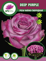 Роза чайно-гибридная Deep Purple