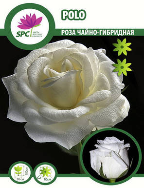Троянда чайно-гібридна Polo, фото 3