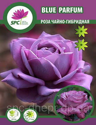 Троянди чайно-гібридна Blue Parfum, фото 2