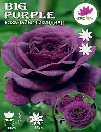 Роза чайно-гібридна Big Purple