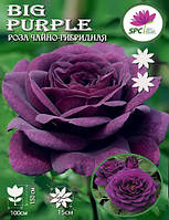 Роза чайно-гибридная Big Purple