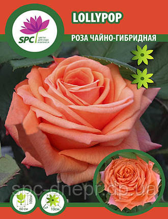 Троянда чайно-гібридна Lollypop, фото 2