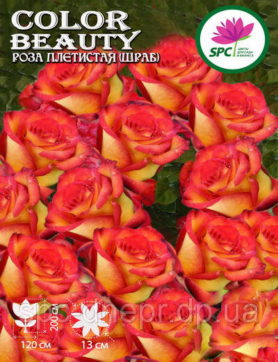 Троянда в'юнка(шраб) Color Beauty