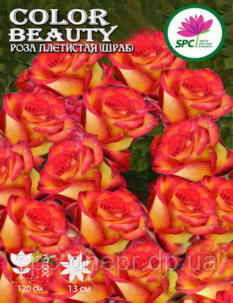 Троянда в'юнка(шраб) Color Beauty, фото 2