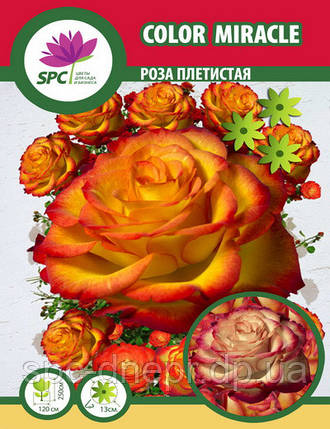 Трояндиста Color Miracle, фото 1