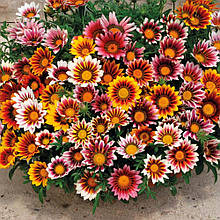 Газанія Блискуча 0,1 г, насіння Яскрава