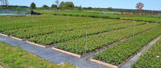 розсадник ягідних рослин Кліома Сервіс