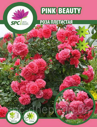 Троянда в'юнка Pink Beauty, фото 2
