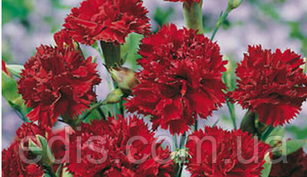 Гвоздика Шабо червона 0,1 г, насіння Яскрава, фото 2