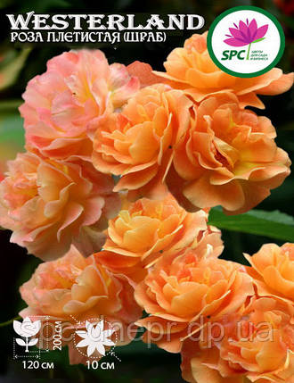 Роза плетистая(шраб) Westerland, фото 2