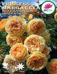 Троянда в'юнка(шраб) Crown Princess Margareta