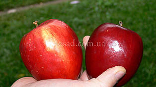 Яблуня Моді (Modi), зимовий сорт