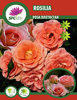 Роза плетистая Rosilia