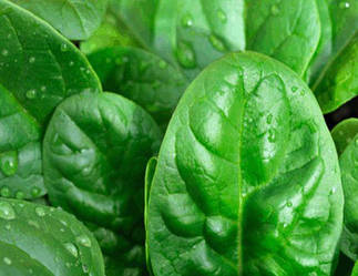 Шпинат Матадор 10 г Agromaksi