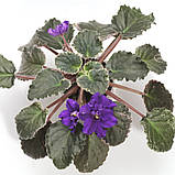 Фіалка Buckeye Boysenberry, фото 4