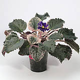 Фіалка Buckeye Boysenberry, фото 3