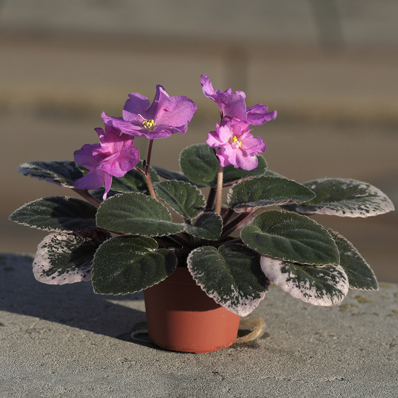 Ma's Jamaican Farewell — закордонна селекція, фото 1