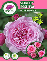 Троянда плетиста Starlet®-Rose Eva