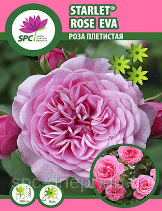 Троянда плетиста Starlet®-Rose Eva, фото 2