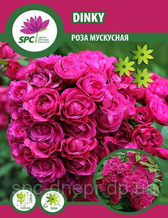 Троянда мускусна Dinky, фото 2