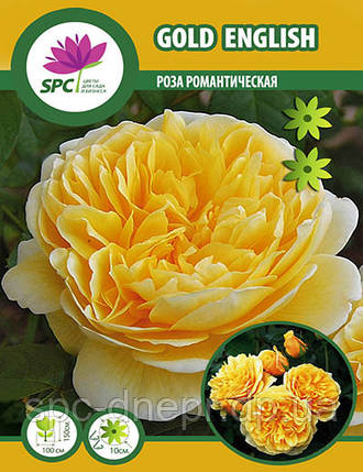Троянда романтична Gold English, фото 1