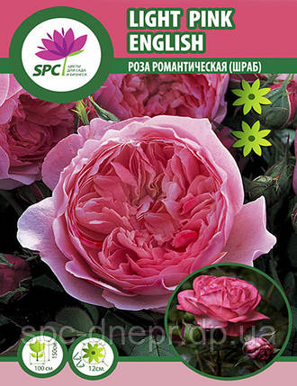 Роза романтична Light Pink English, фото 2