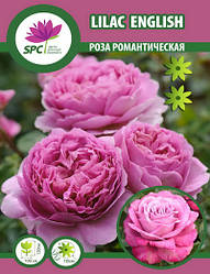 Роза романтична Lilac English