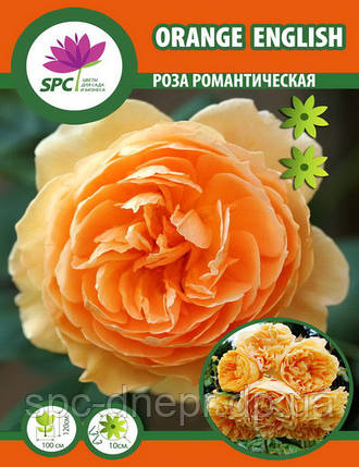 Троянда романтична Orange English, фото 1