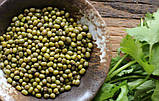МУНГ МАШ Мікрозелень, насіння мунга (маша) органічного для вживання в їжу та для пророщування 450 грамів, фото 2