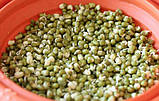 МУНГ МАШ Мікрозелень, насіння мунга (маша) органічного для вживання в їжу та для пророщування 450 грамів, фото 3