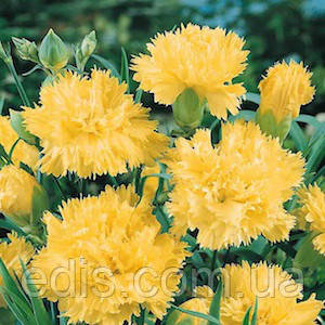 Гвоздика Шабо жовта 0,1 г, насіння Яскрава, фото 1