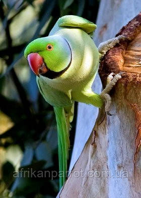 Орыс секс онлайн Қызықты орыс секс видео