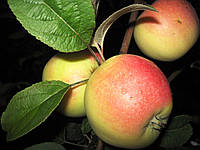 САженцы яблони СНЕЖНЫЙ КАЛЬВИЛЬ (двухлетний) осенего срока созревания