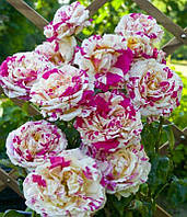Трояндиста ваніль Фрейз (Vanille Fraise) сажанець 2-літка