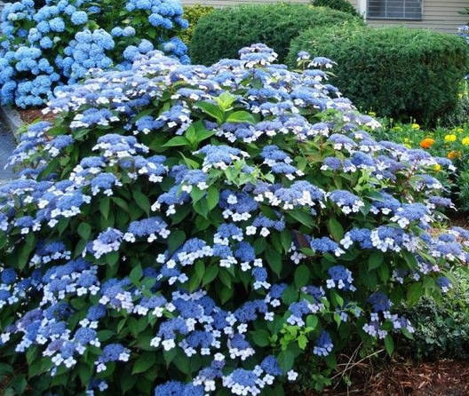 Гортензія пильчаста Bluebird 2 річна, Гортензія пильчастая Блубьорд, Hydrangea serrata Bluebird, фото 1