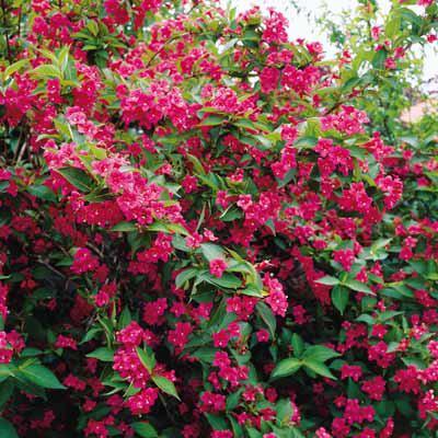 Вейгела квітуча Bristol Ruby 3 річна, Вейгела цветущая Бристол Руби, Weigela Bristol Ruby