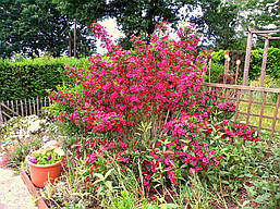 Вейгела квітуча Bristol Ruby 3 річна, Вейгела цветущая Бристол Руби, Weigela Bristol Ruby, фото 4