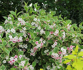 Вейгела квітуча Nana variegata 3 річна, Вейгела квітуча Нана Варієгата, Weigela florida Nana variegata, фото 2